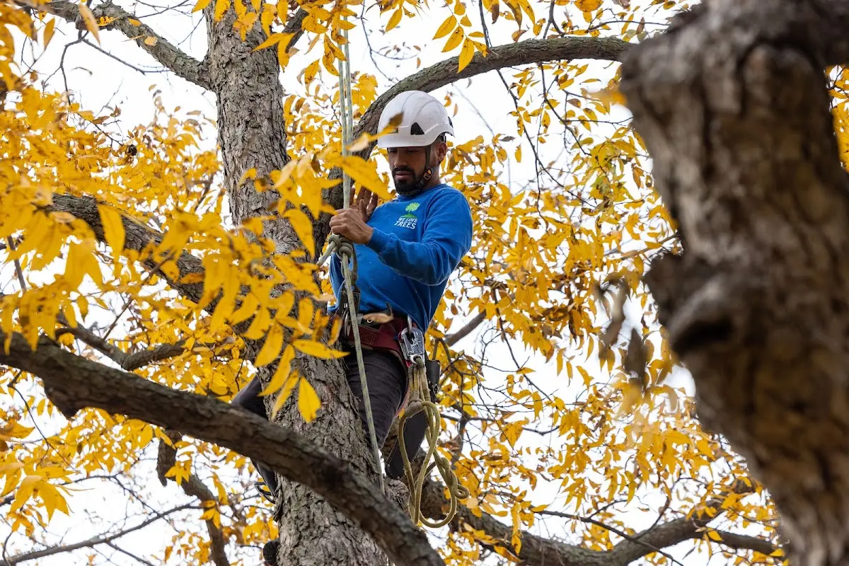 Skilled Tree Transplanting crew working in Harmony